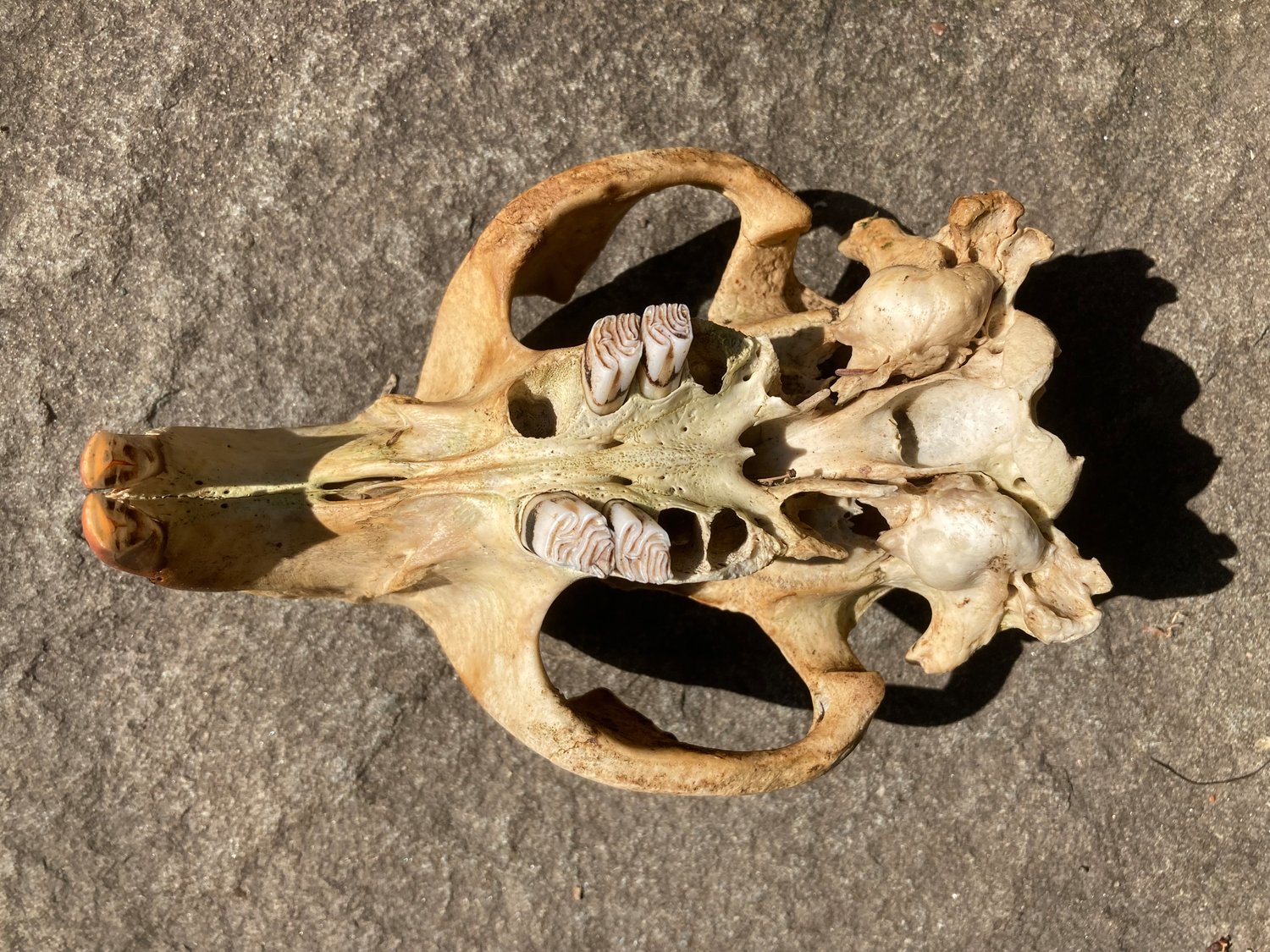 Various views of a beaver skull reveal the prominent incisors that these mammals use to fell trees for constructing dams and lodges and to harvest the inner (cambrium) layer of bark that provides more nourishment to them.